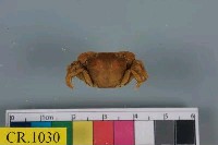 藏品(絨毛近方蟹)的圖片